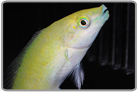 Green Coris Wrasse